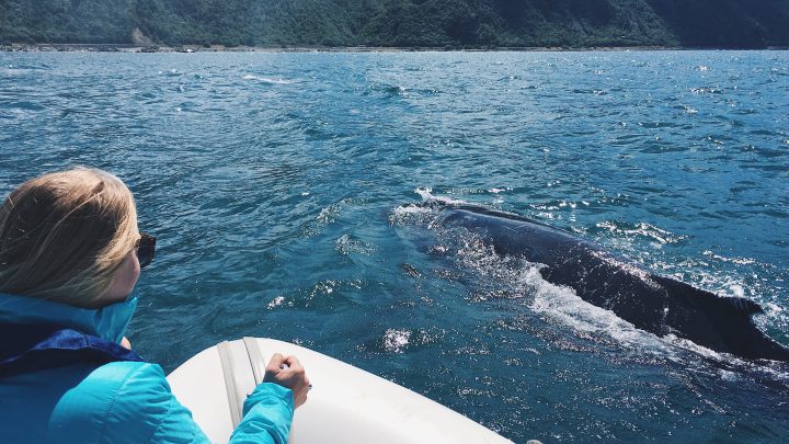 Can You Go Whale Watching on Maine’s Coast?