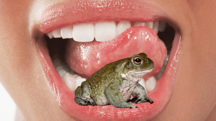 1980s Toad-Licking Fad has Returned to National Parks