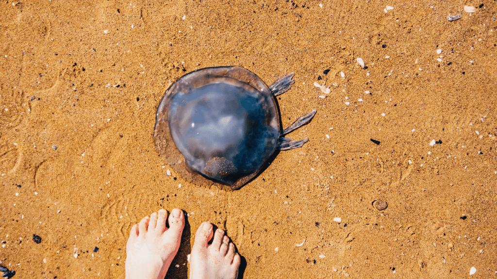 Jellyfish on Myrtle Beach