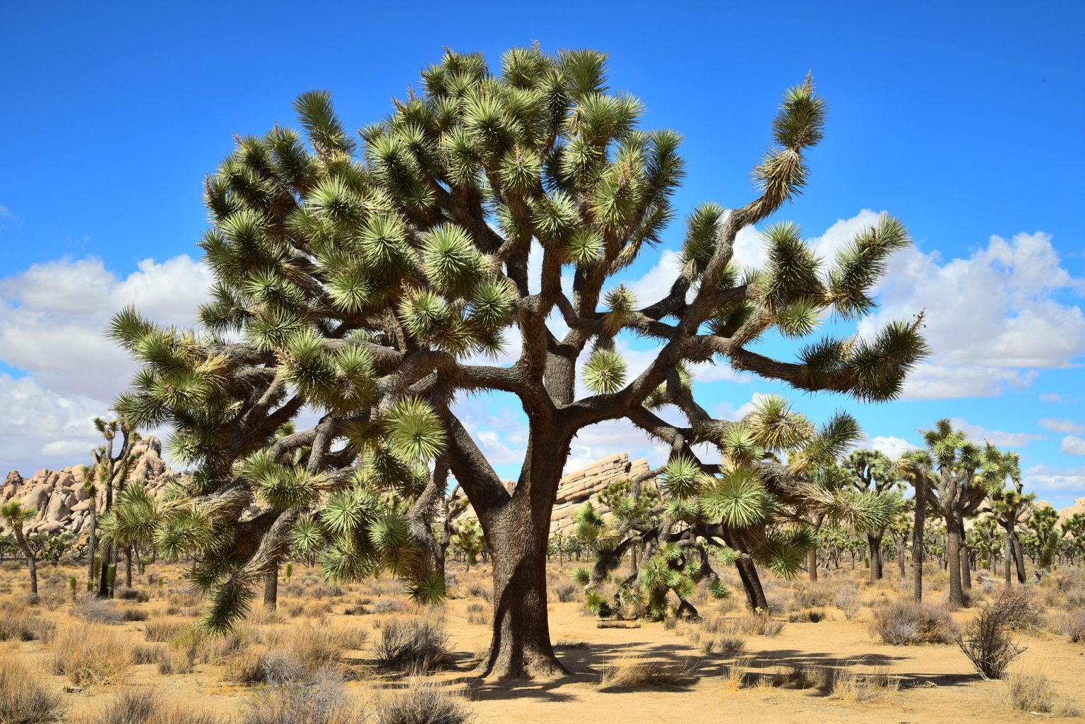 Are Joshua Trees Going Extinct? - Drivin' & Vibin'