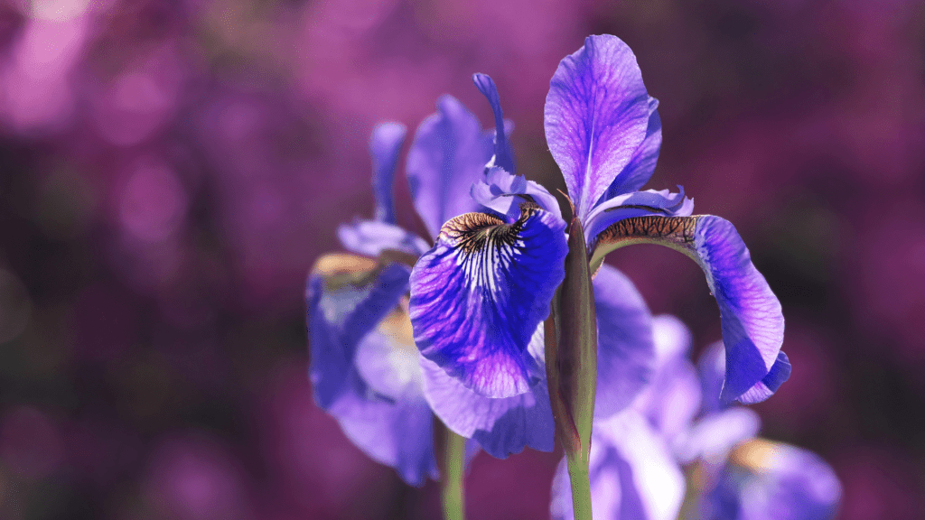 Iris flower blooming in spring