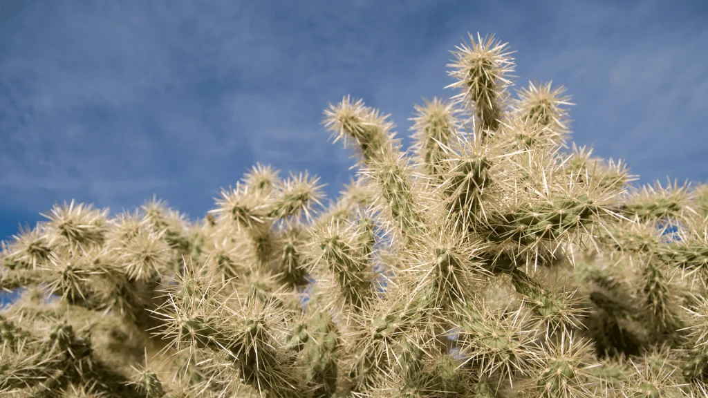 Cholla Cactus in desert 