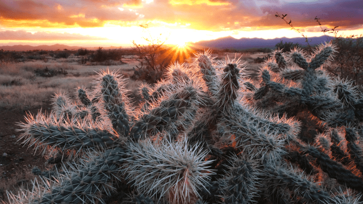 Cholla Cactus at sunset