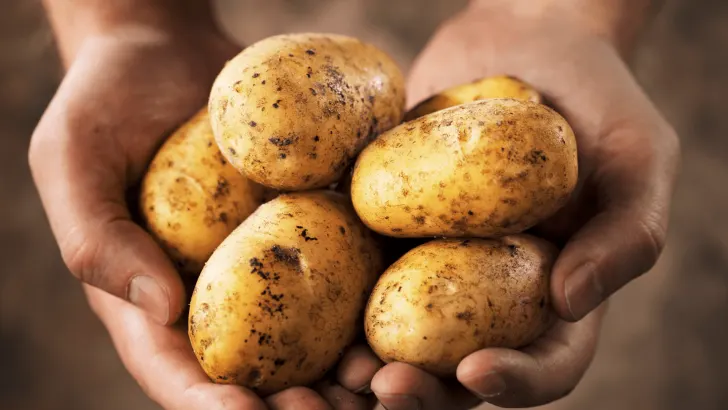 Hands holding potatoes