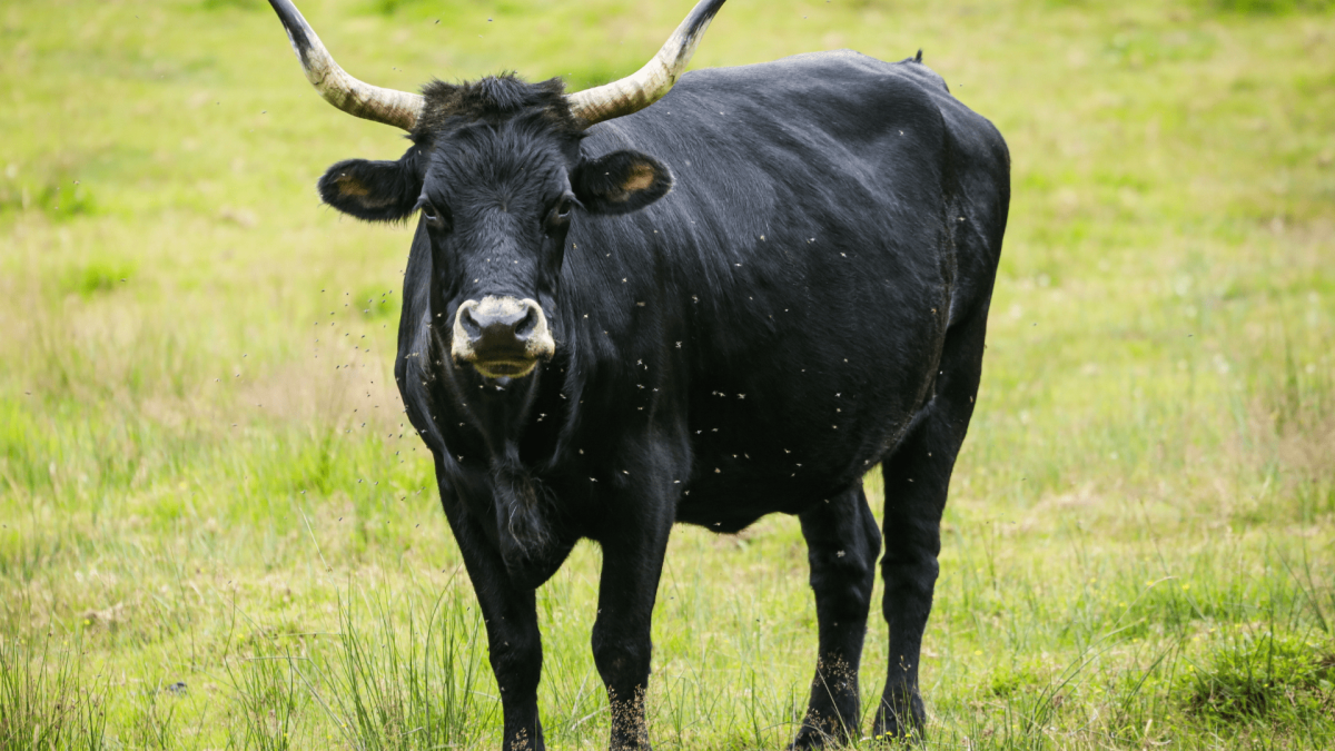 Will the Long Extinct Auroch Return to Europe? - Drivin' & Vibin'