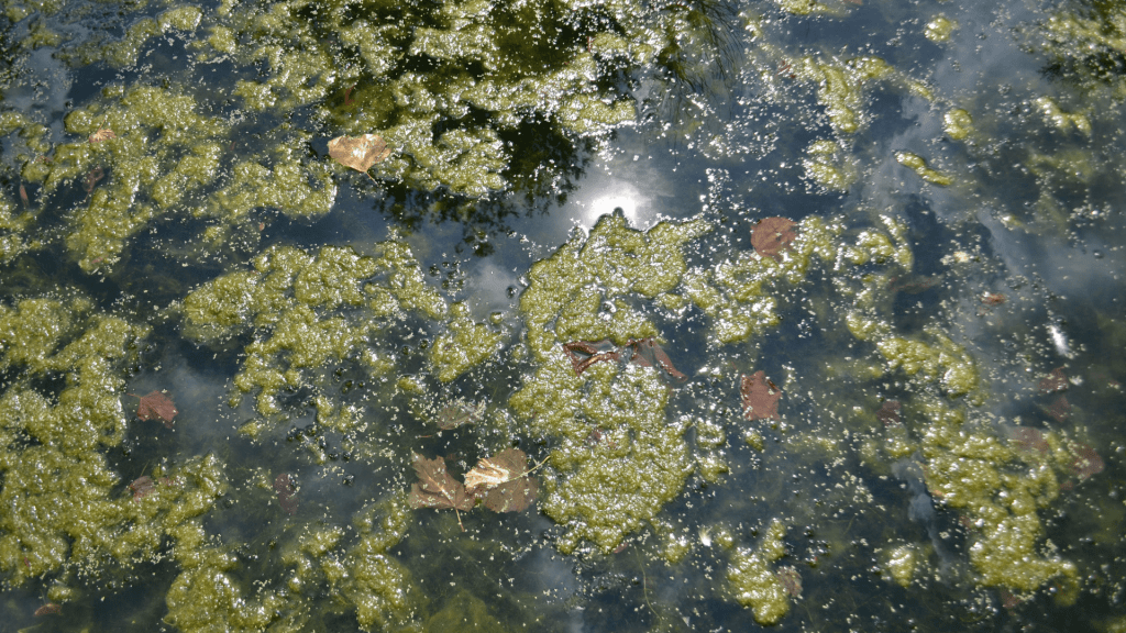 Algal blooms in Chesapeake 