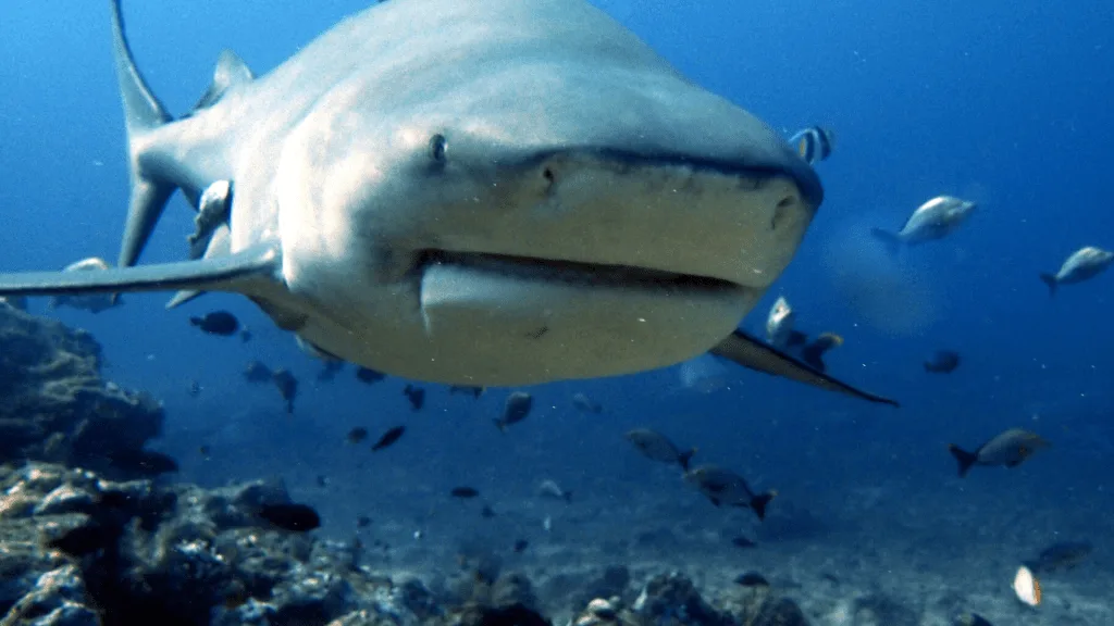 Bull shark in Chesapeake Bay