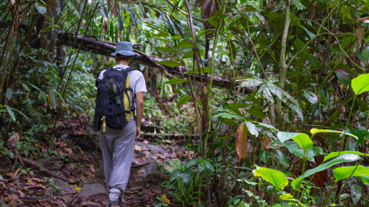 Hiking in rainforest