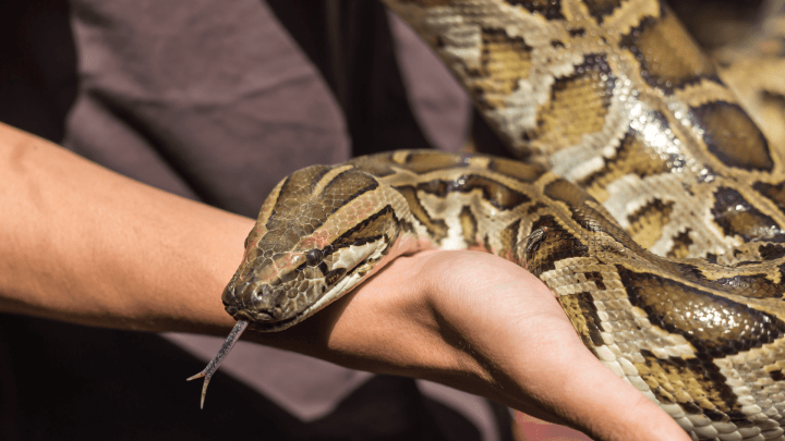 Person holding Burmese python