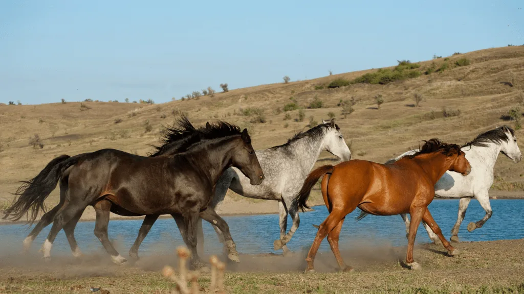 wild horses running