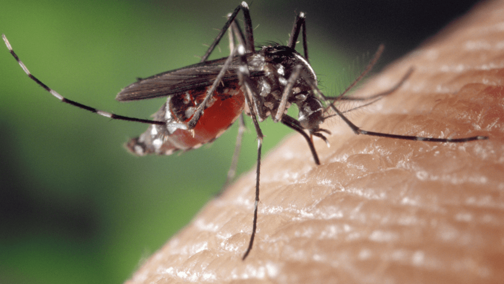 Close up of mosquito