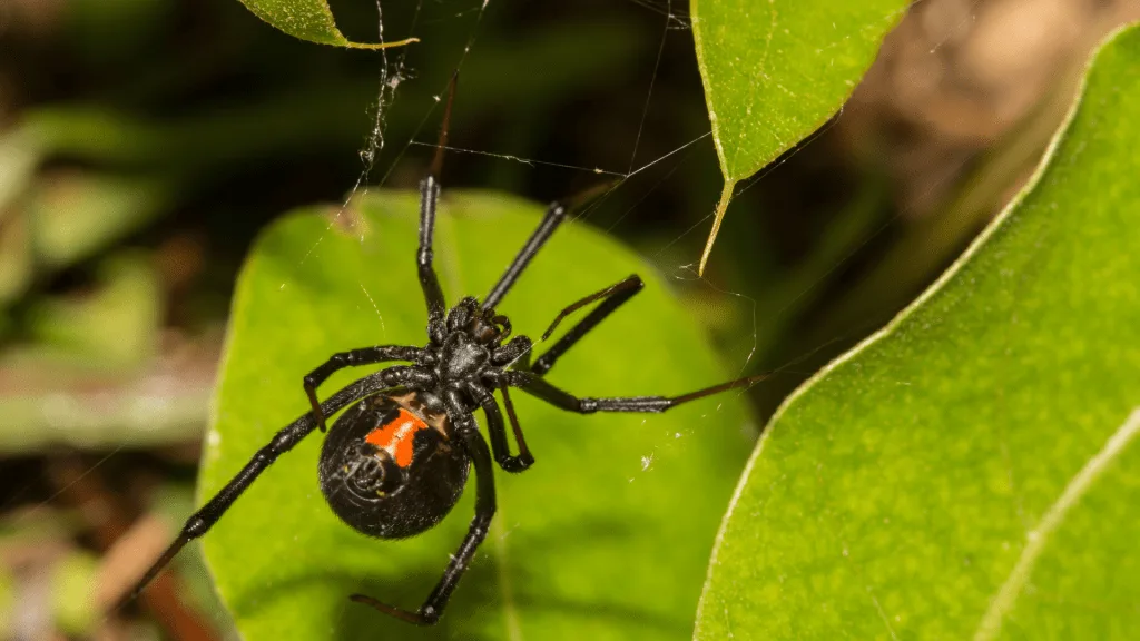 Black Widow Spider