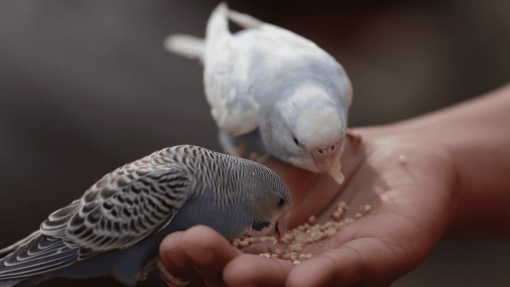 Feeding birds in the wild