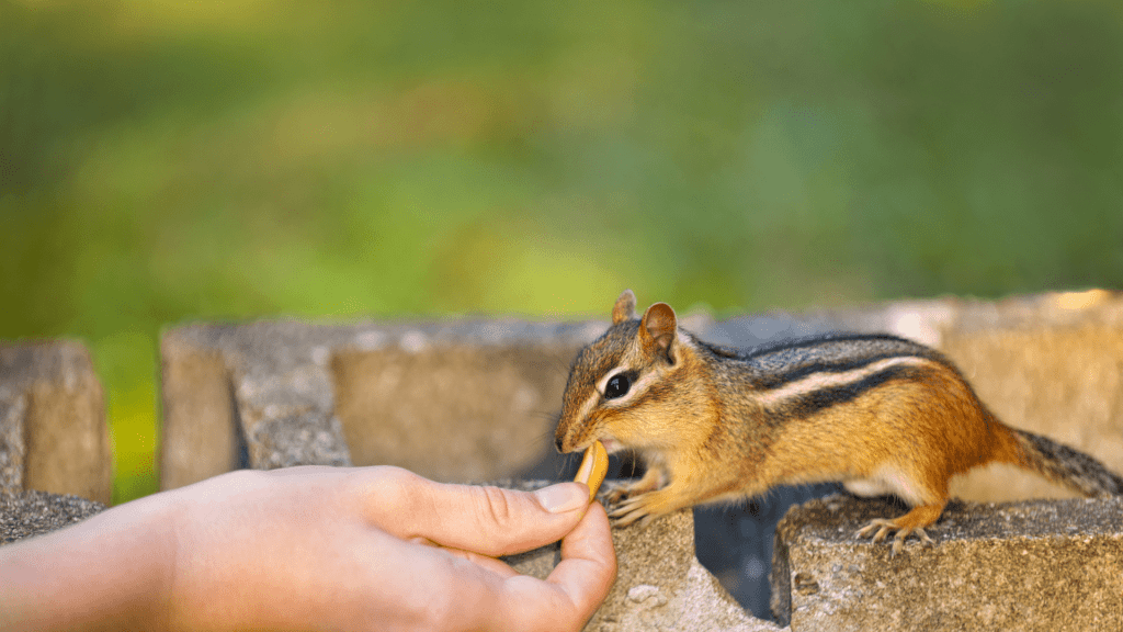 Feeding squirrel