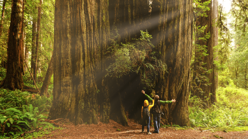 Are California National Parks Legit? Drivin' & Vibin'