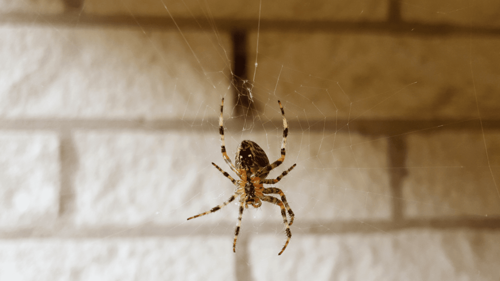 Spider crawling in house