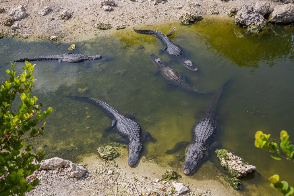 A group of alligators in the swamps of the Everglades national park, Florida