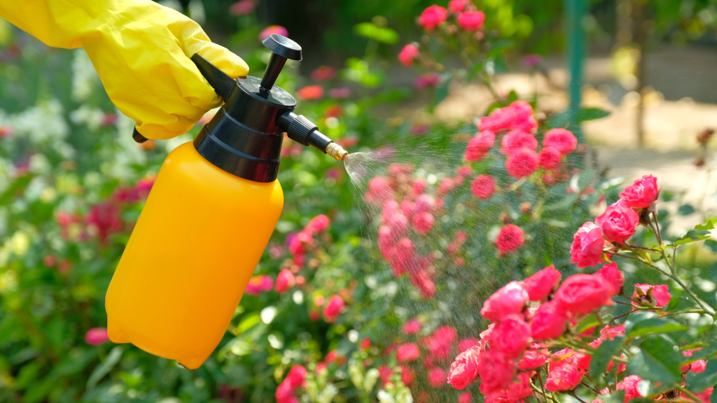 Spraying garden flowers