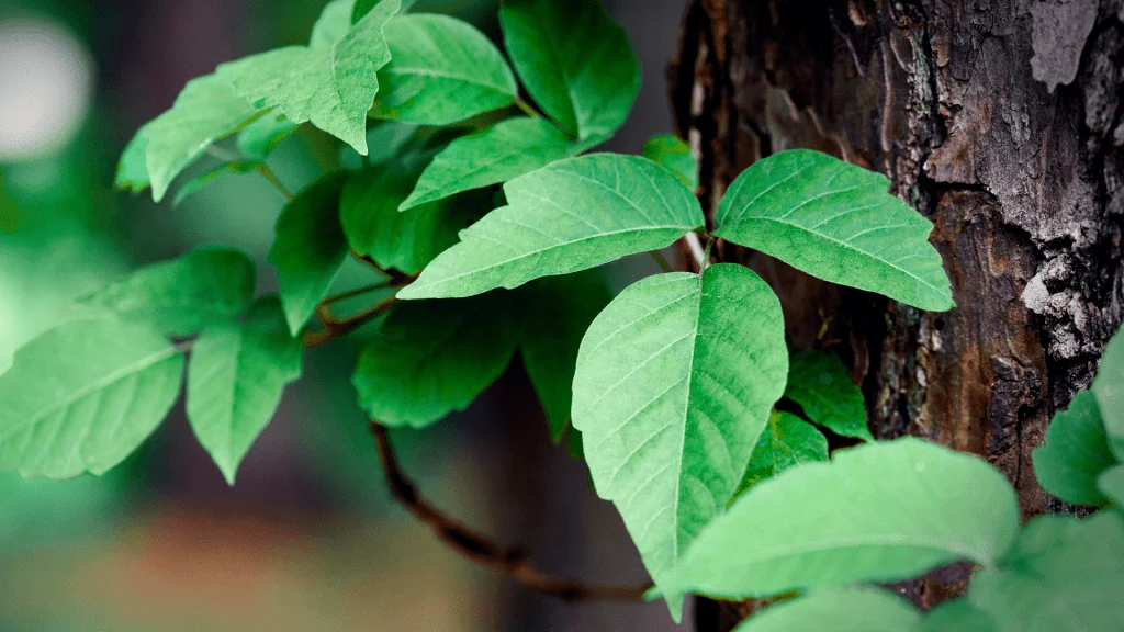 Poison Ivy