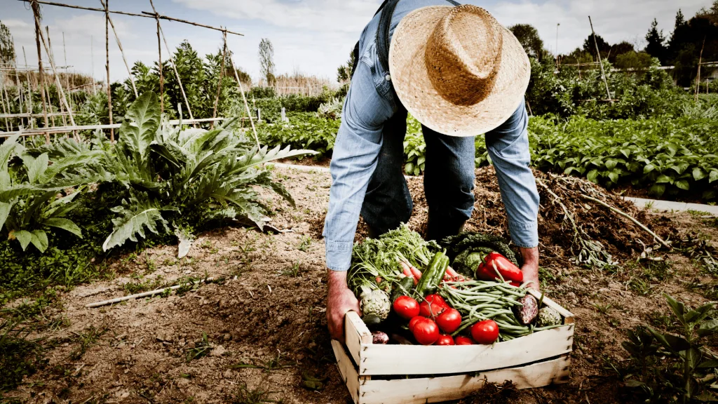 Harvesting vegetables in garden