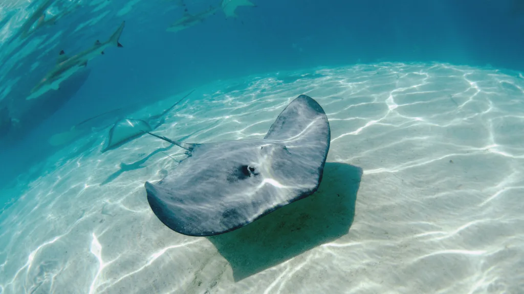 Stingray swimming