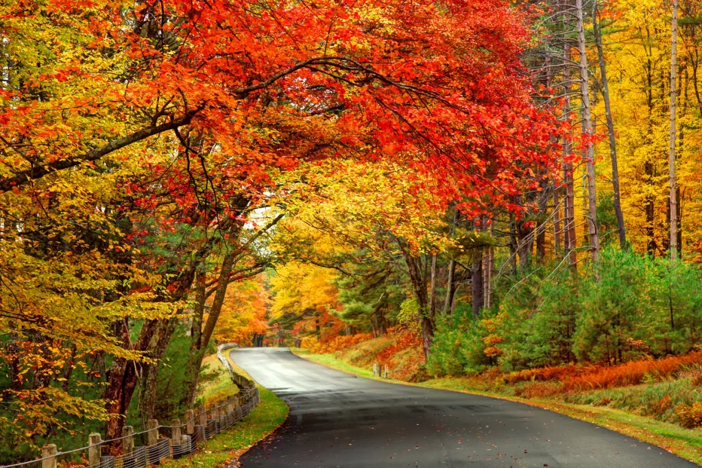 Fall leaves in the Northeast: Scenic Autumn Road in the Quabbin Reservoir Park area of Massachusetts. 