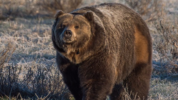 A photo of a grizzly bear, one of Denali National Park's most dangerous creatures