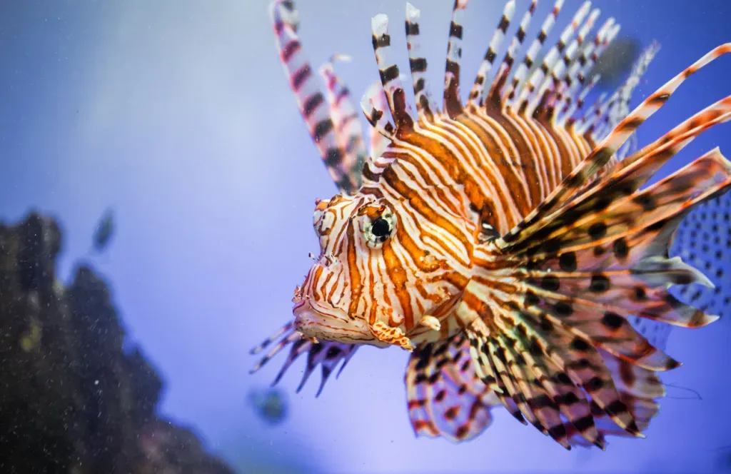 A big Lionfish up and close to the camera with a blue background. Lionfish, like the Great White Sharks, can be found on the Massachusetts coast.