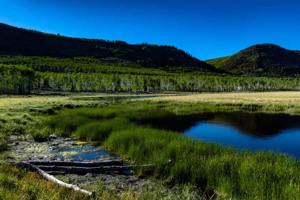 A photo of the lake and an aspen forest under blues skies at Fishlake National Forest