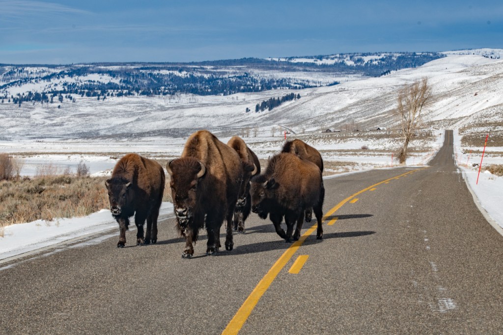 A herd of bison in the roadway