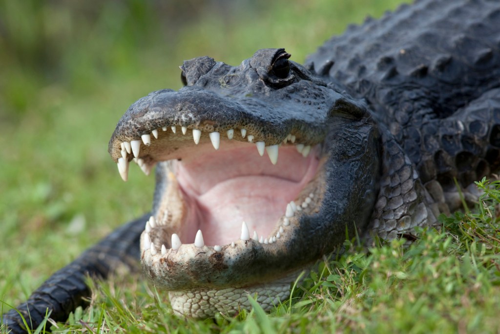 An alligator with it's mouth open as if to bite. It's one of the most dangerous creatures in Arkansas.