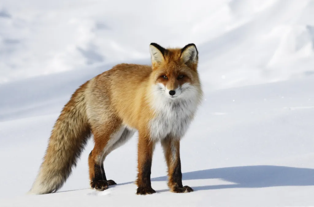 A red fox in snow - one of Denali National Park's dangerous creatures