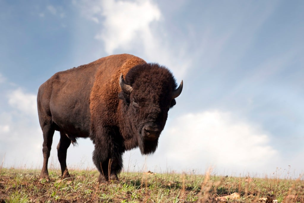 A bison standing in a field