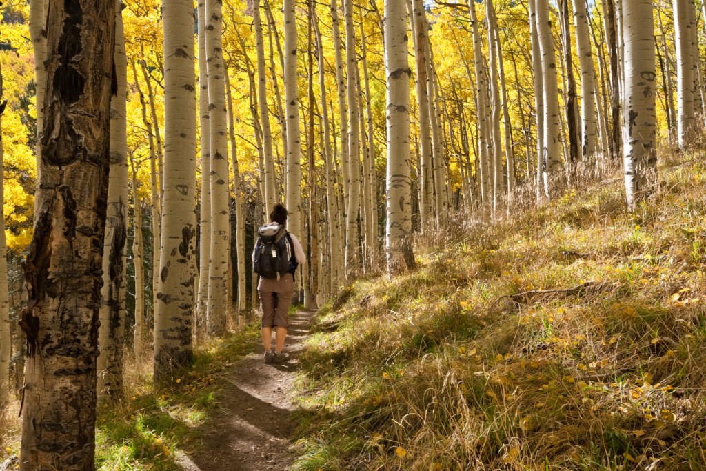 A woman hikes through aspen trees like those in Fishlake National Forest.
