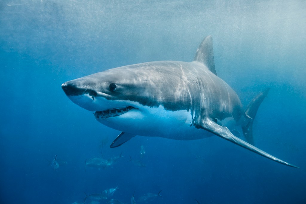 A great white shark swimming in water, potentially off the coast of Massachusetts.