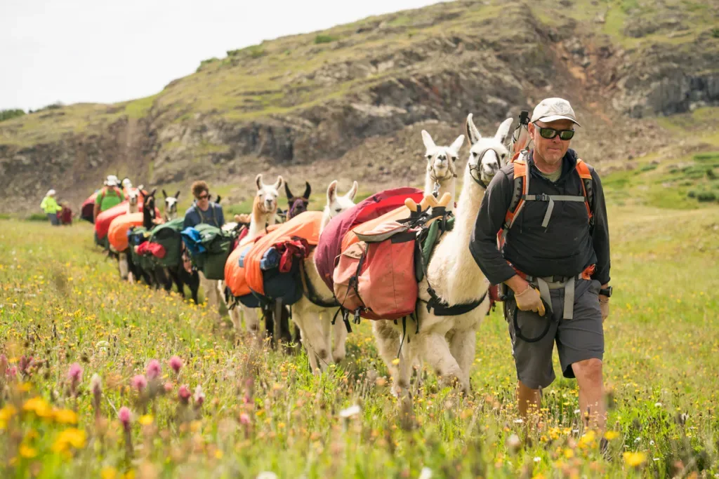 A man leads a herd of llama pack animals through wildflowers in the mountains. It's a great way to explore around Silverton, Colorado.