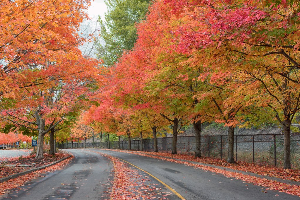 A tree-lined street in the Northwest with beautiful fall leaves