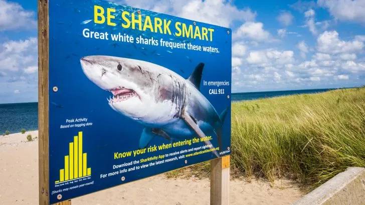 Great White Shark warning sign off Cape Cod, Massachusetts