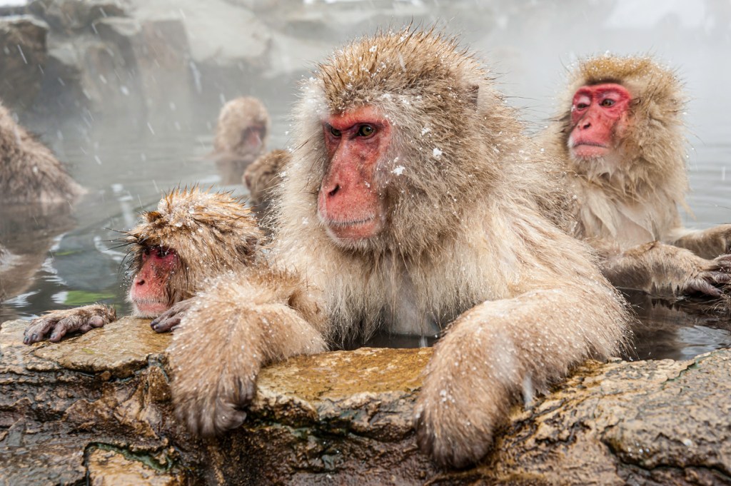 Snow Monkeys soaking in a Japanese hot spring. Snow Monkeys might enjoy hot springs, but it's typically a sin to bring your dog.