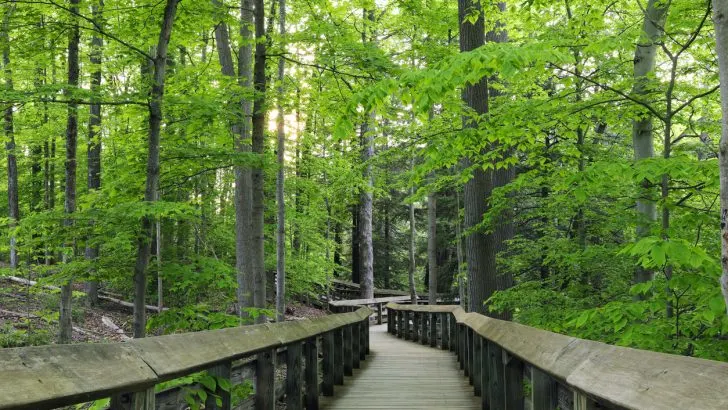 Forest Trail in Cuyahoga Valley National Park