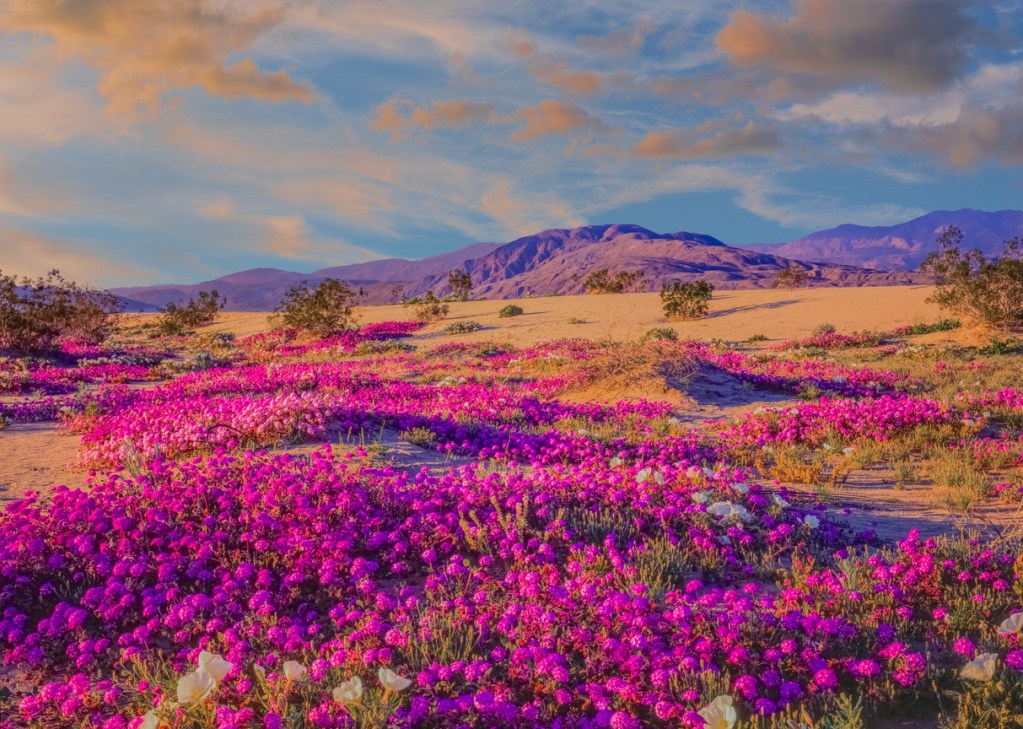 Sand Verbena glow with late afternoon light in the desert at Anza Borrego State Park. Borrego Springs is a hidden gem for snowbirds.