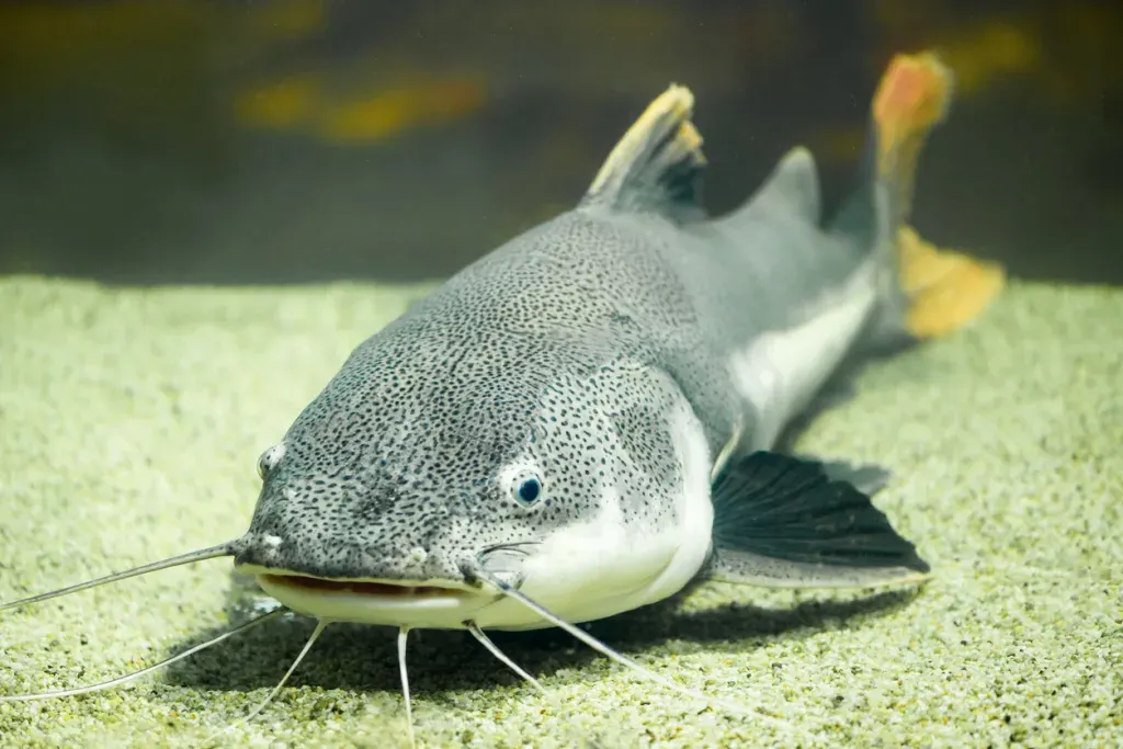 A red tailed catfish in aquarium. Catfish may not be the best choice when fishing in the Ohio River.