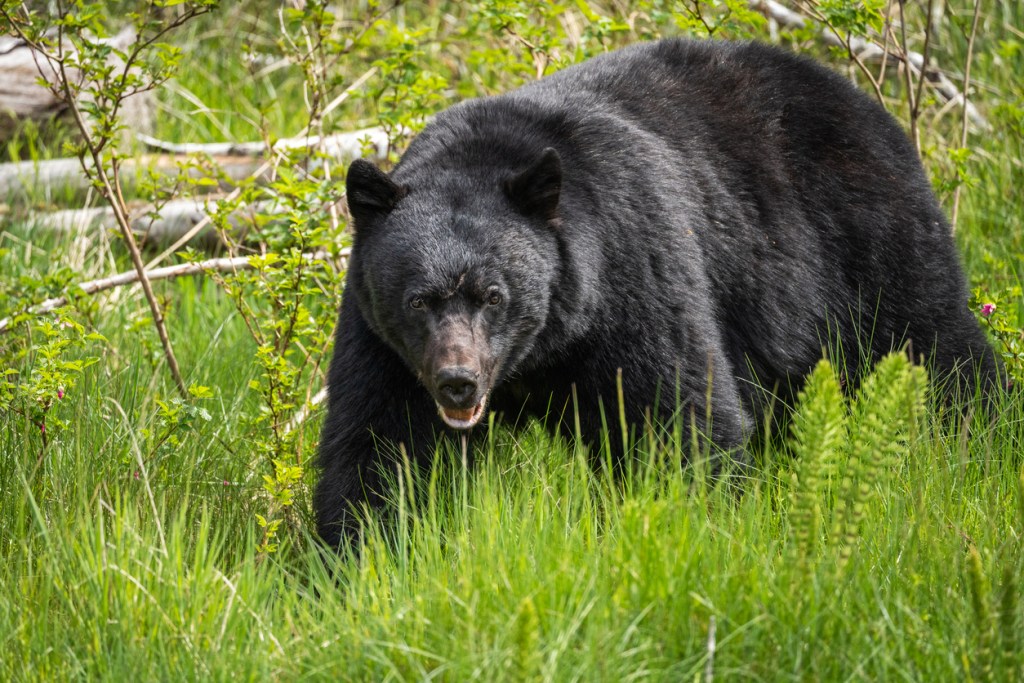 Black bear grazing and feeding on grass. Be prepared to defend yourself with bear spray.