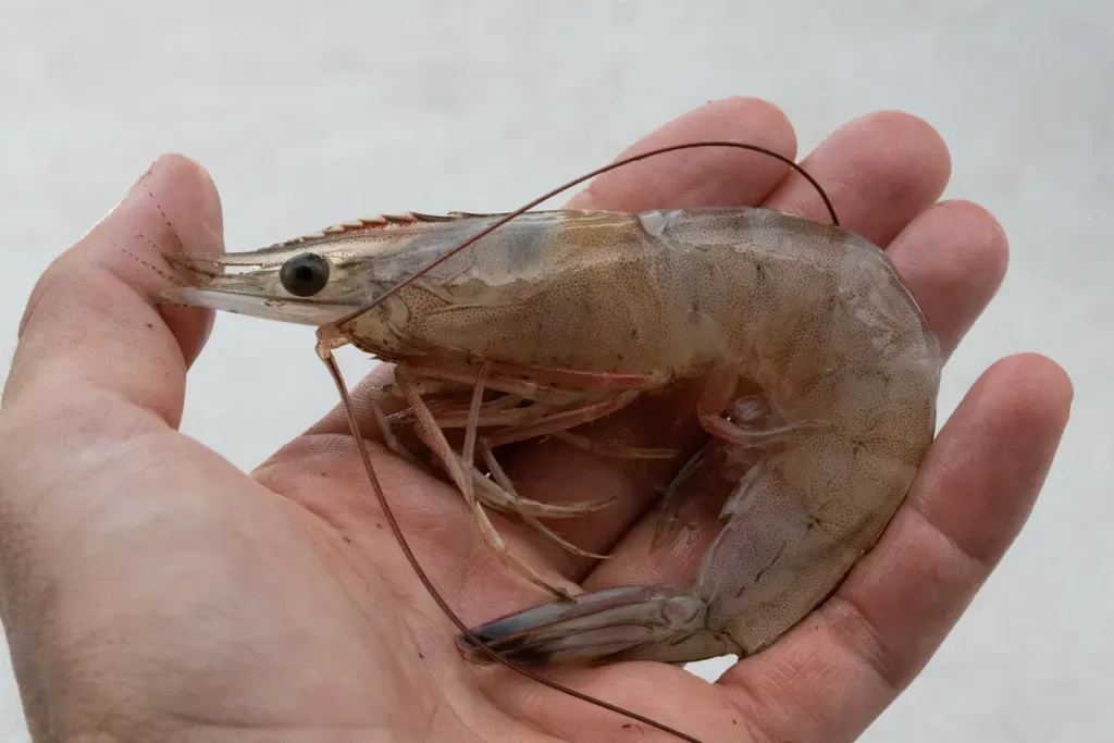 A person holding a shrimp in hand. Is it safe to eat if it's from the Gulf of Mexico?