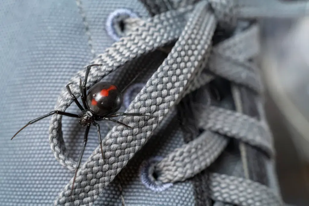 Macro photograph of a female black widow spider crawling on a tennis shoe. Black widows are some of the most dangerous creatures in Arkansas.