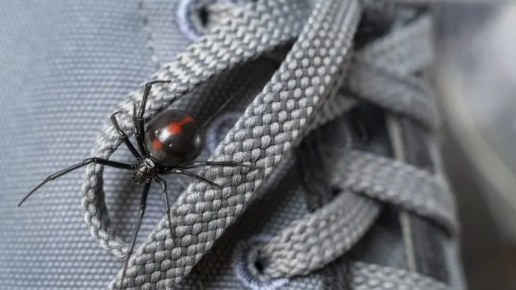 Macro photograph of a female black widow spider crawling on a tennis shoe. Black widows are some of the most dangerous creatures in Arkansas.