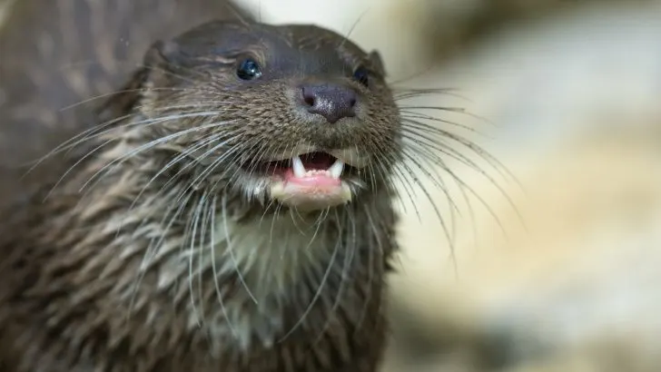 A laughing otter looks fierce enough to attack