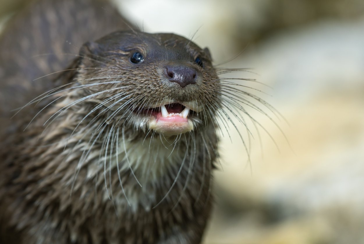 Aggravated Otter Attacks 3 Women Tubing in a Montana River - Drivin ...