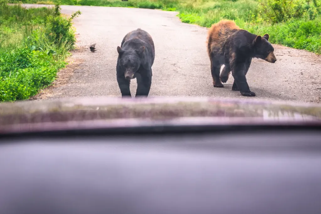 Bear approaching a passenger vehicle. Your car may not stand up to a bear like a steel box would.
