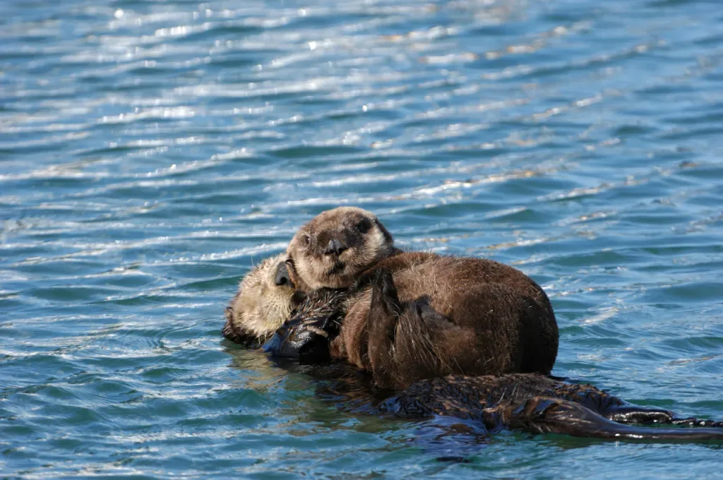 Baby wild sea otter (Enhydra lutris), resting on it's mother's belly. Mother otters may attack if you threaten their babies, even unknowingly.
